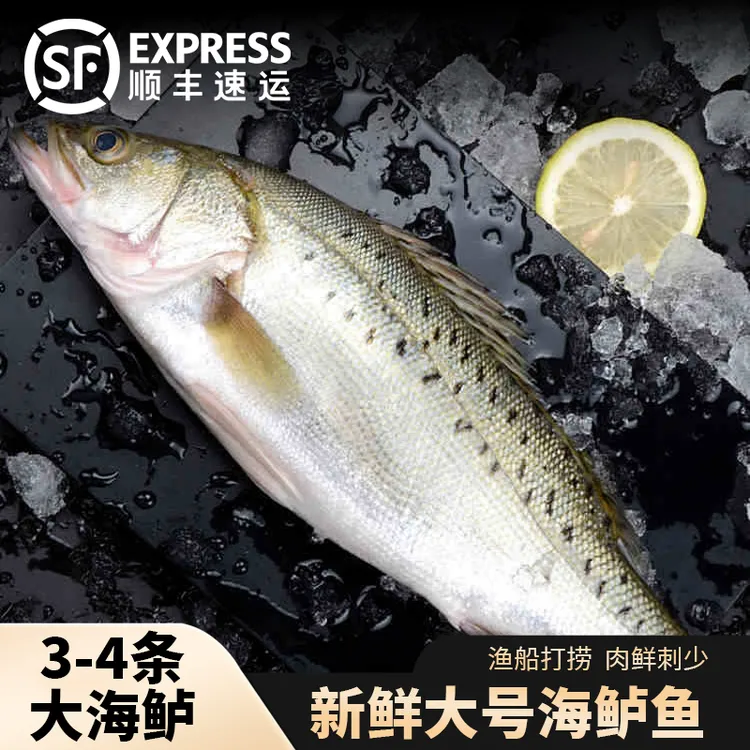 顺丰次日达【4条大海鲈】深海新鲜海鲈鱼鲜嫩美味海鱼活鱼整条