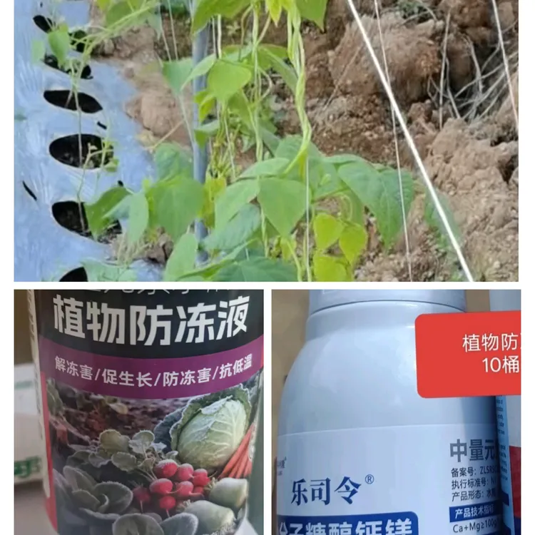 植物防冻剂10桶水钙镁叶面肥