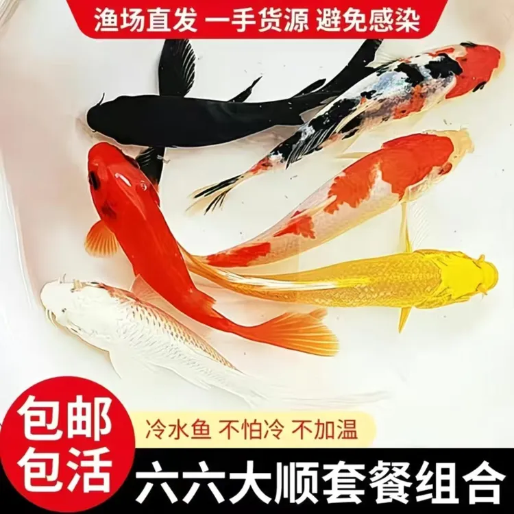 精品锦鲤黄金白金黑金红草金花草淡水冷水观赏鱼好养耐活易上手