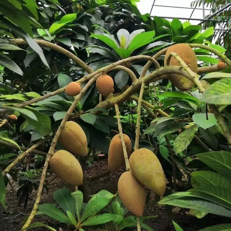 【春播种植】加纳妈咪果种子南北方稀有种植盆栽庭院当年结果-gz