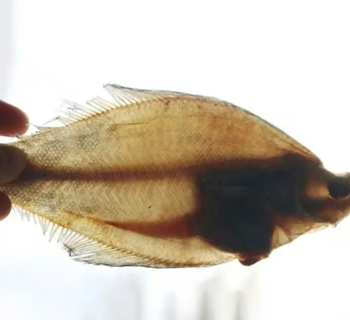 大连一卤鲜*片口鱼干*长脖鱼*淡干*半干*介意勿拍