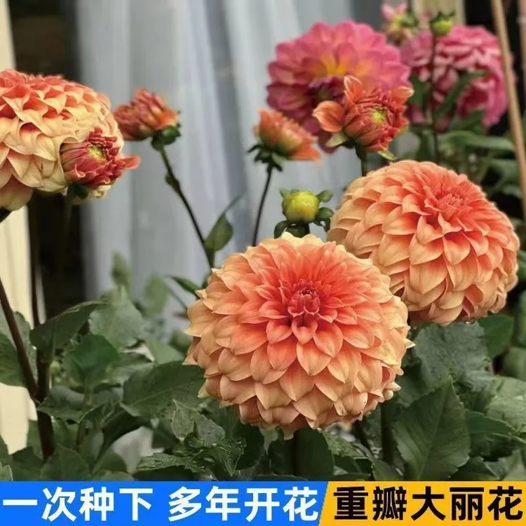 热卖重瓣大丽花种子花四季开花不断室内花卉阳台多年生花种籽子庭