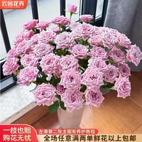 【云舍花卉】【诺拉】多头玫瑰全场任意满两单及以上鲜花包邮