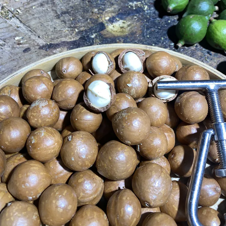 2025年云南新鲜夏威夷坚果生果2斤5斤9斤