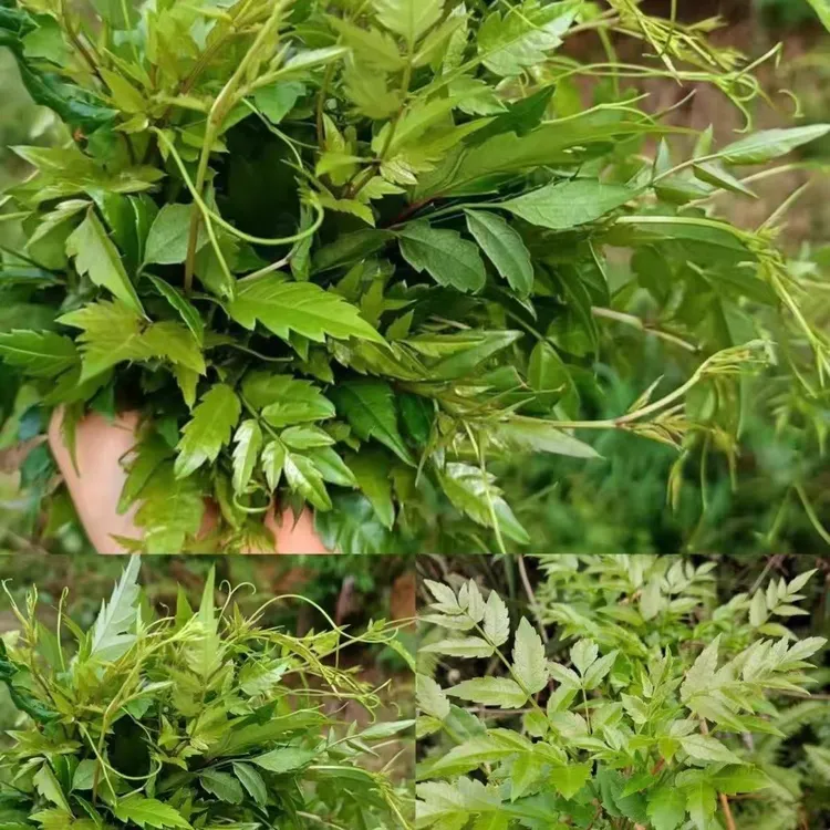 藤茶苗莓茶树苗广西巴马客家白茶湖南桂东藤茶龙须茶苗保湿发货