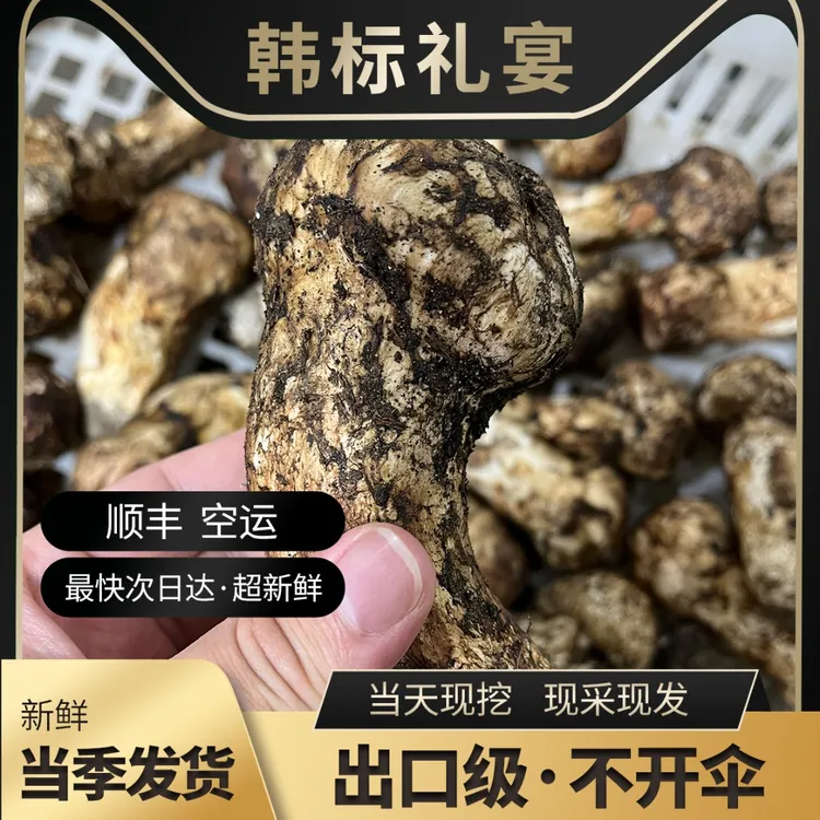 高品质新鲜松茸西藏林芝产地顺丰空运直达云南松茸新鲜