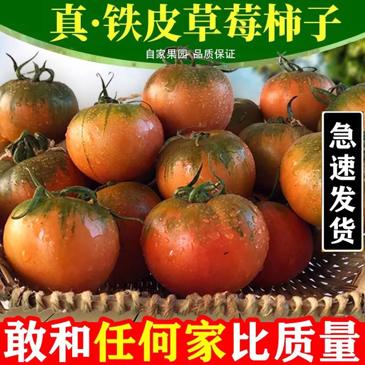 丹东铁皮草莓柿子铁皮西红柿盘锦碱地西红柿番茄孕妇水果自然熟