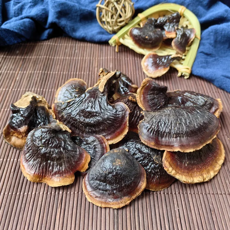 书荷姑娘金边灵芝仙草 菌香甘甜不苦泡茶煲汤煮水网红仙芝草 百干