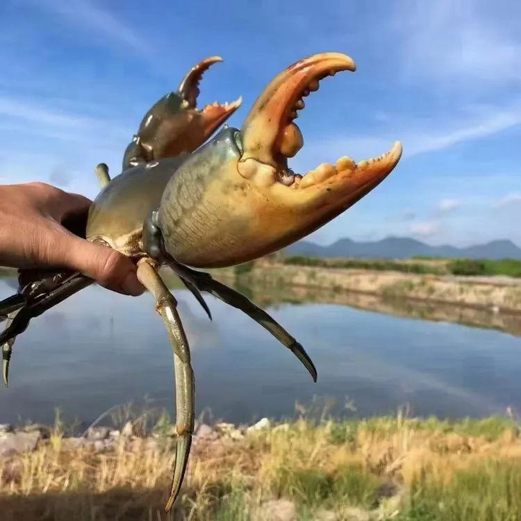 浙江台州“三门青蟹”，源头养殖场直发