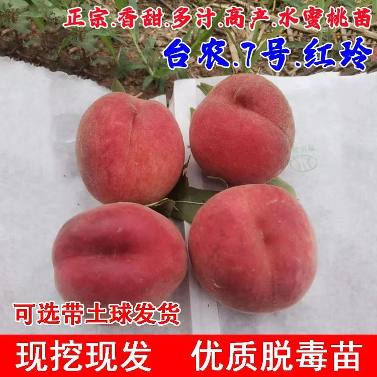 南方种植庭院桃树果苗台农蜜7号红玲水蜜桃树苗平地七号热带桃苗