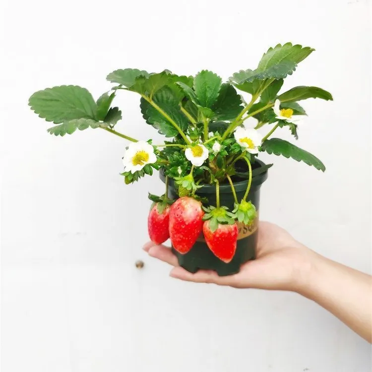 盆栽带花带果阳台种植好养易活净化空气四季可庭院种植植物