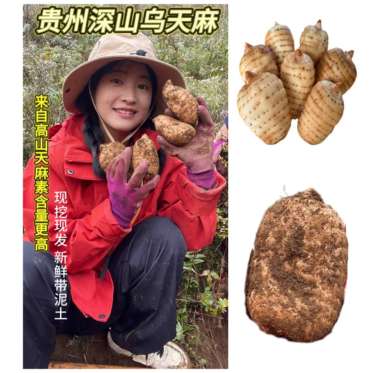 贵州深山新鲜乌天麻现挖现发新鲜带泥土可煲汤