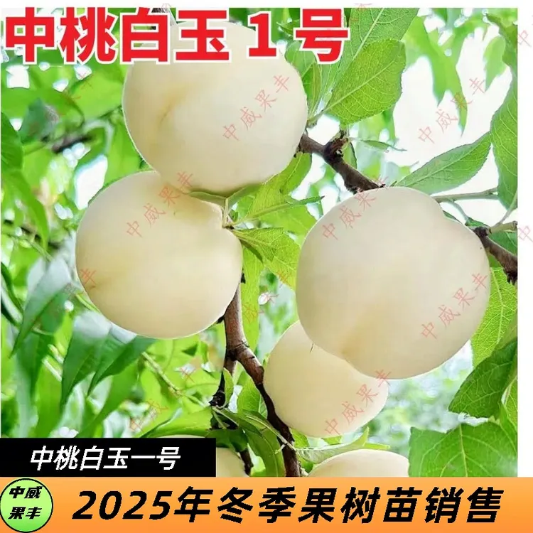白玉一号免套袋纯白品种 6月初成熟 SH肉质丰产耐储运