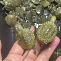 日石杂花龟草龟日石龟家养宠物观赏乌龟可爱混养乌龟招财龟活体龟