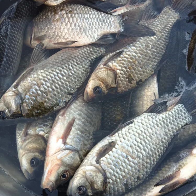 逛苏北兴化早市[代购]纯生态鲜活野生鱼直播改价链接[一物一拍]
