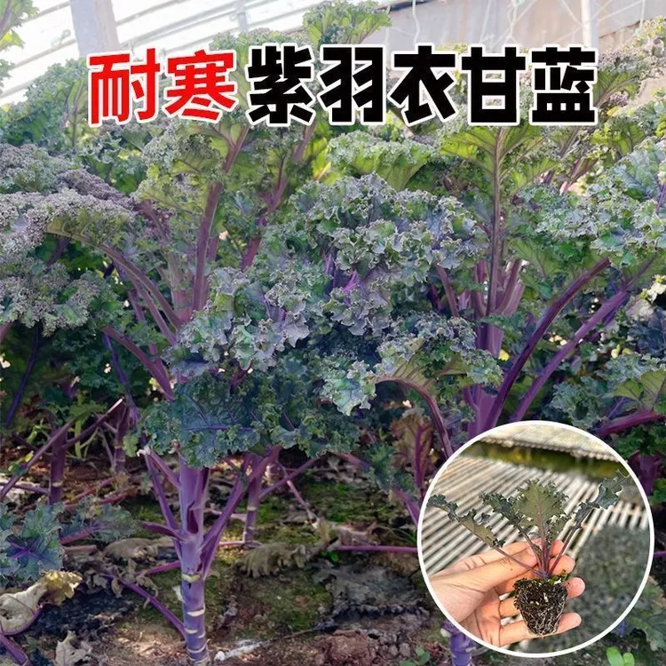 正宗对版紫羽衣甘蓝苗含有膳食纤维多种维生素花青素秋冬耐寒蔬菜