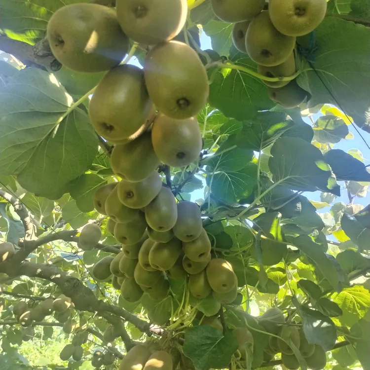 重庆开州州高山种植红心猕猴桃营养鲜嫩当季新鲜水果