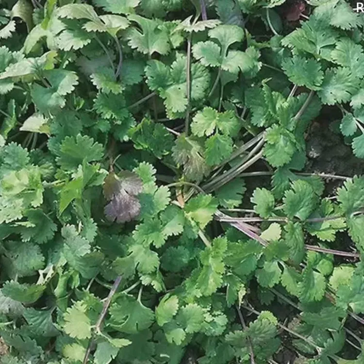 老品种紫根香菜矮杆趴地香菜种子小叶浓香型芫荽种籽四季蔬菜lz