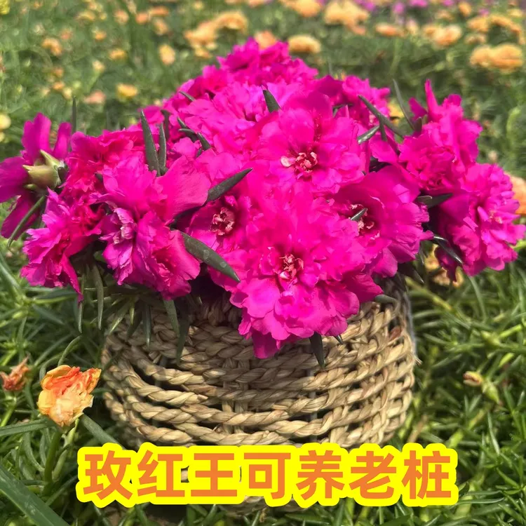 宿根重瓣玫红王枝条可养老桩