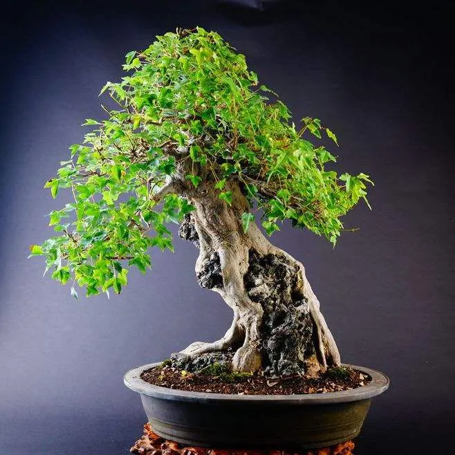 拾起春天三角枫绿植盆景老桩素材室内观赏植物产地直发唐枫