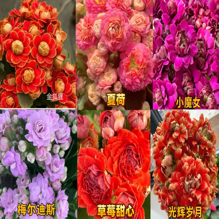 长寿小苗重瓣大花基地绿植易成活好养盆栽洛桑一代苗金狐狸花卉