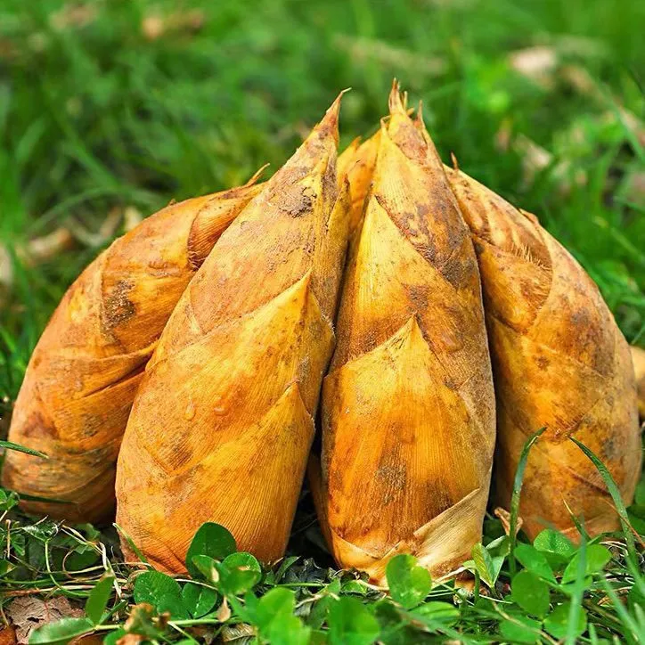 【福建带壳毛竹冬笋】2025冬季新鲜冬笋野生现挖现发高山黄泥冬笋