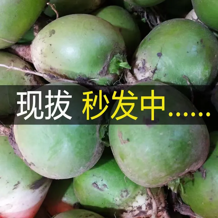 圆青萝卜圆形现挖现发农家自种萝卜青萝卜产地直发当季应季蔬菜