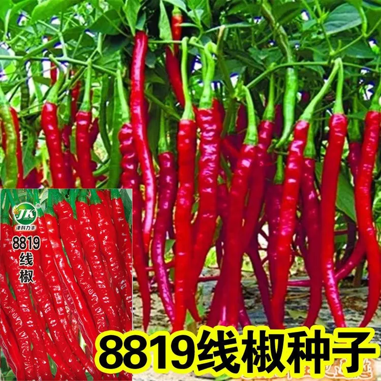 原装8819线椒种子超长线椒辣椒种子高产早熟超辣四季春季春季爆品