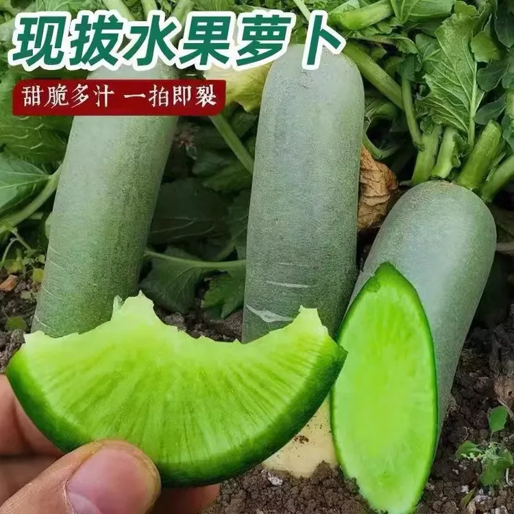 潍坊水果萝卜单果450-750g净重4.5斤(3-5根)