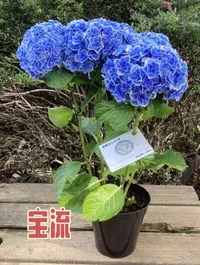【宝流2加仑】绣球花宝流 新品