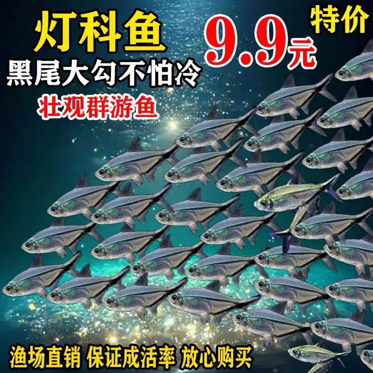 黑尾大勾群游观赏鱼小型活体热带鱼草缸混养耐活好养