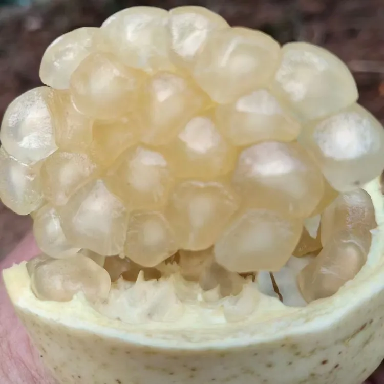 精品怀远白花石榴正宗怀远本地石榴