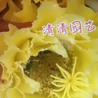 清清菲曼侧牙仙人球瑕疵