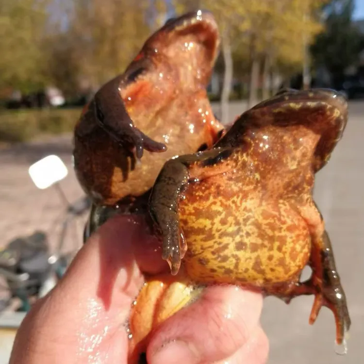 东北牛林蛙 河鲜  黄肚  母  顺丰包邮