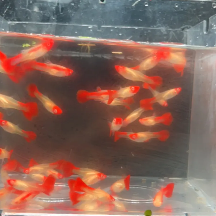 深海蓝红头孔雀鱼10条+3条备损