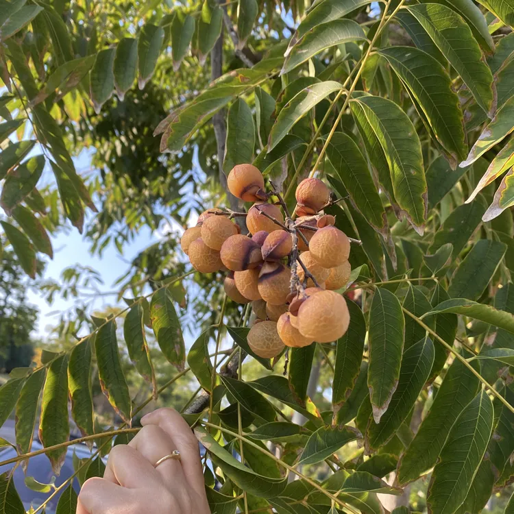 【新人福利免费送】无患子果皮 天然新鲜货手工肥皂果实种可做酵素