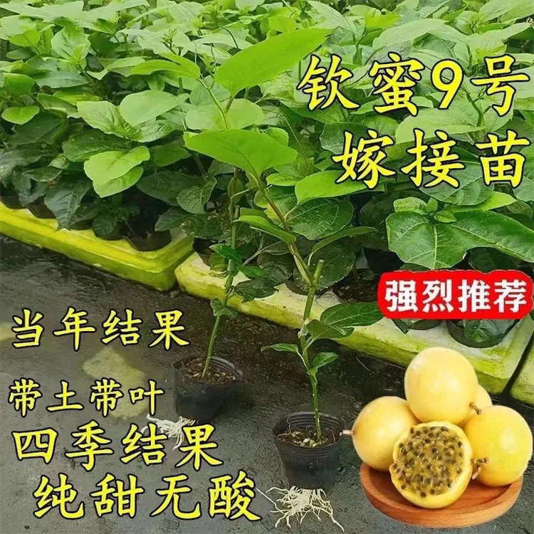 新品种纯甜黄金百香果苗 9号嫁接苗四季爬滕阳台庭院盆栽地栽种植