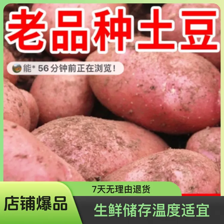 凉山高山自种土豆新鲜新鲜土豆现挖
