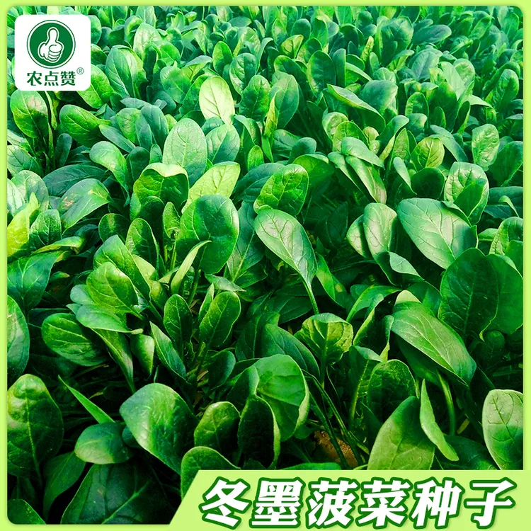 【可越冬】冬墨菠菜种子墨绿大叶菠菜种籽农家种植阳台盆栽蔬菜种孑