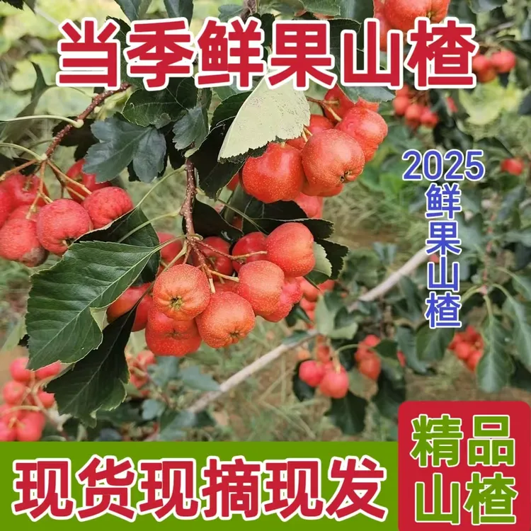 2025沂蒙鲜果山楂现摘现发棉球大金星大五棱山楂酸甜可口一件批发