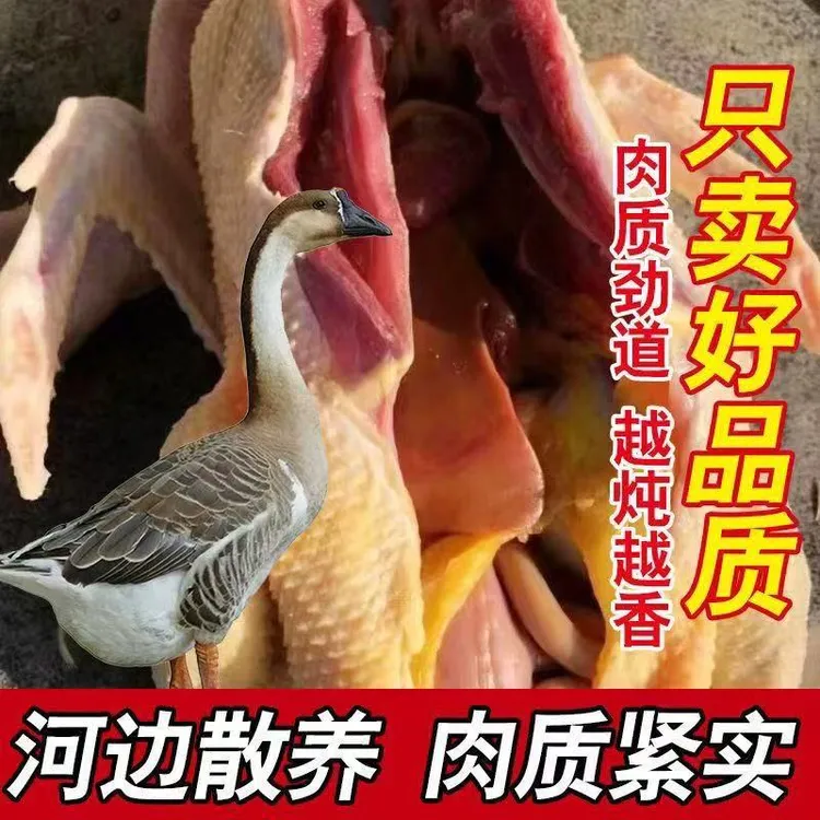 粮仁福甄选【顺丰包邮】散养整只大雁鹅净重4.6-5斤带掌、翅、心肝