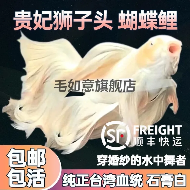 顺丰蝴蝶鲤观赏鱼活鱼大鳍长尾短身红色贵妃冷水锦鲤