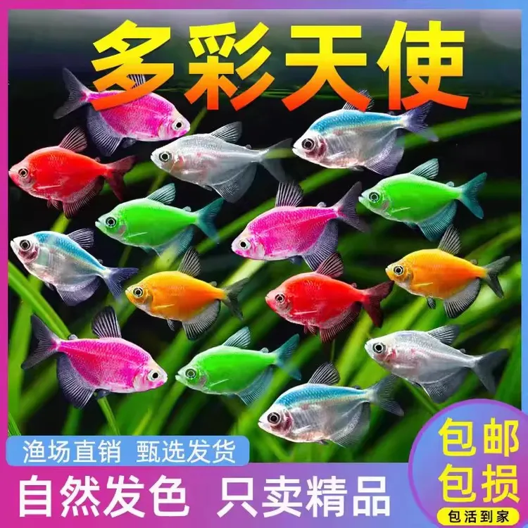 天使鱼观赏鱼活鱼喜欢群游活体斑马孔雀热带鱼小型鱼淡水好养耐活