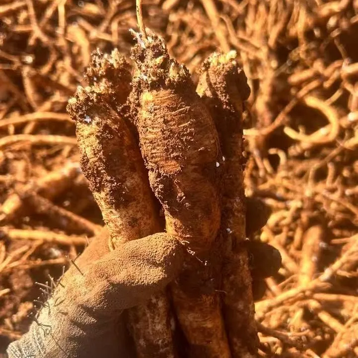 云南原产地新鲜带土现挖党参品质优良