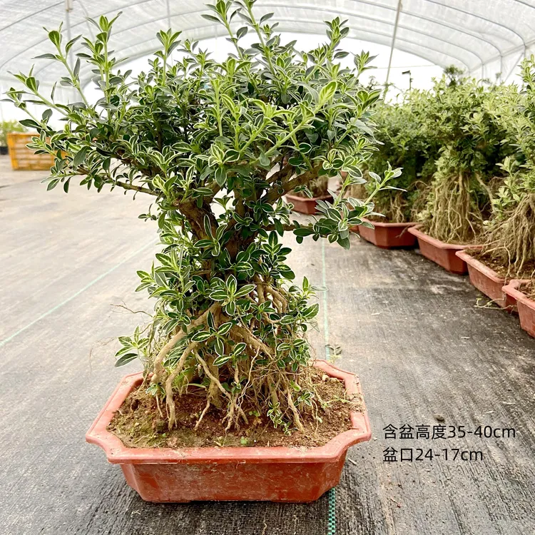 提根金边六月雪大盆景红花六月雪悬崖绿植室外盆栽好养六月雪老桩