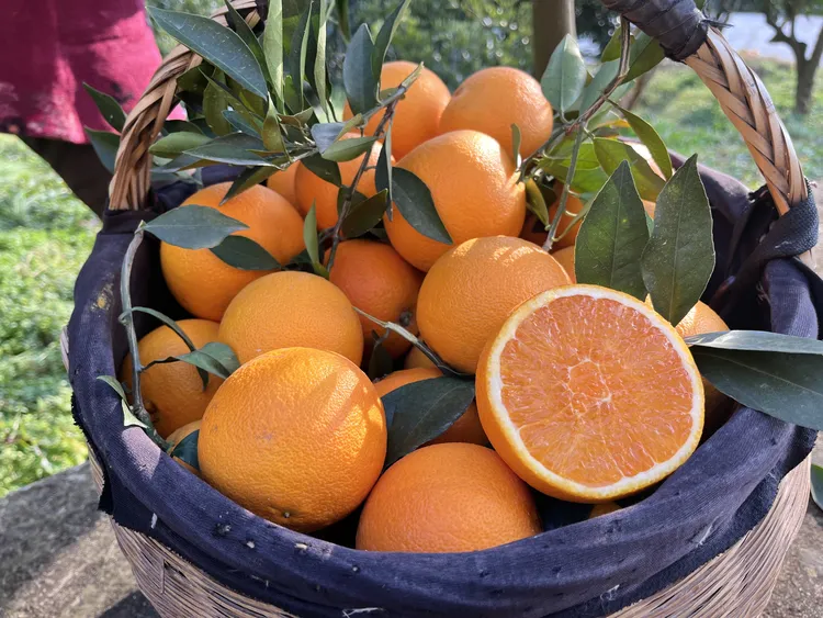 湖北秭归九月红果冻橙脐橙肉嫩多汁水分充足橙子水果