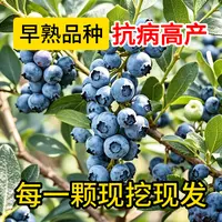 【带盆带花】L25花香蓝莓树苗南北可种阳台盆栽耐寒耐热