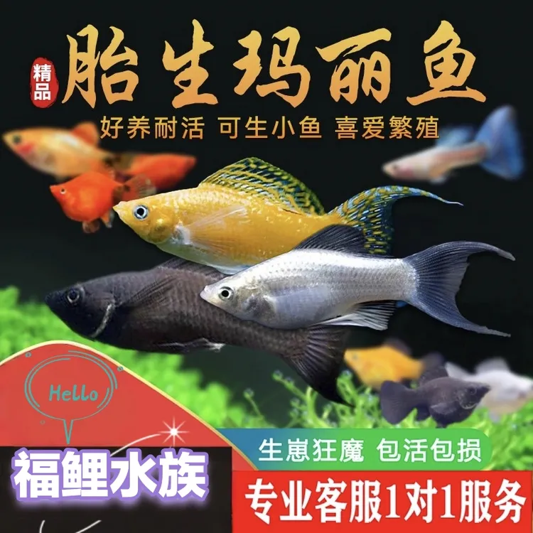 玛丽鱼新手好养耐活精品除油膜胎生观赏热带鱼广温鱼兰寿锦鲤观赏
