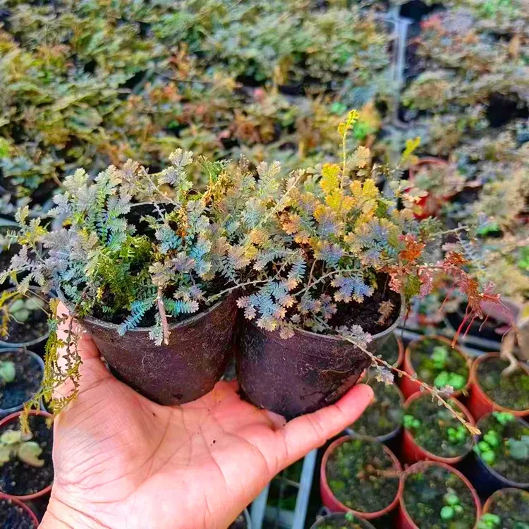 藤蔓变色龙蕨水陆缸雨林缸盆栽庭院绿植物盆景垂吊蕨翠云草微景观