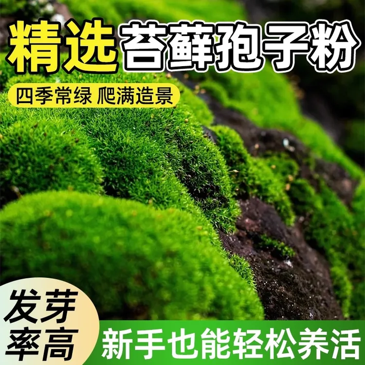 四季鲜活苔藓孢子粉种子吸水石假山盆景布景及龟缸造景新手好养活